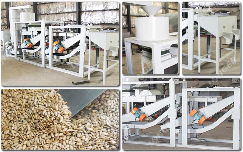 Pemipil Biji Bunga Matahari.jpg