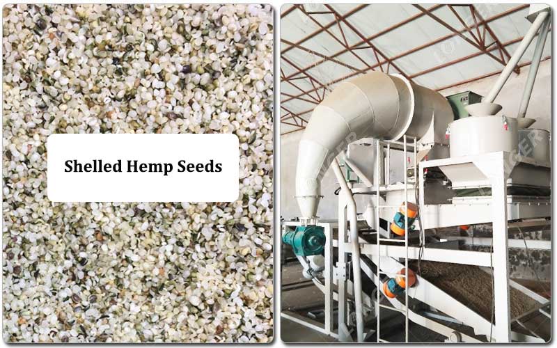 Mesin Pengupas Biji Rami.jpg