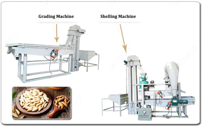Pemeringkatan dan Garis Pengupasan Kacang Pinus.jpg Pemeringkatan dan Garis Pengupasan Kacang Pinus.jpg
