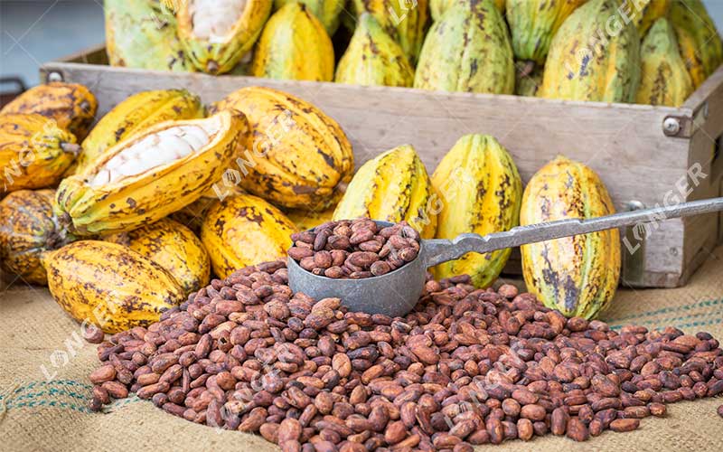 Bagaimana Biji Kakao Diproses?